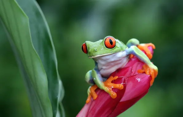 Flower, frog, green, red-eyed tree frog
