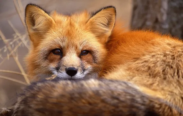 Picture eyes, face, portrait, red, Fox, animals