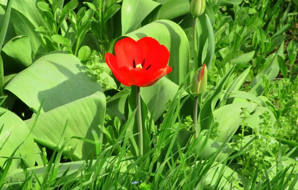 Tulips, buds, red Tulip, spring 2018, Meduzanol ©