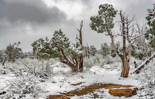 Picture snow, Mesa Verde National Park, Juniper trees