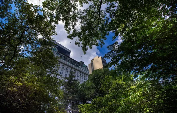 Trees, nature, building, New York City - USA