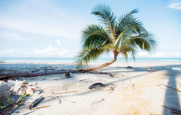 Sand, sea, wave, beach, summer, the sky, palm trees, shore