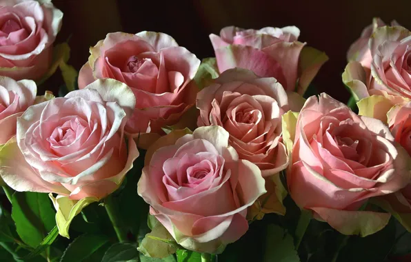 Pink, roses, buds