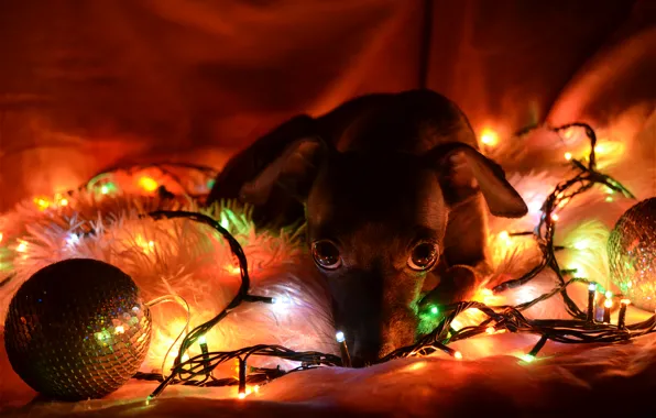Picture hope, lights, sadness, new year, dog