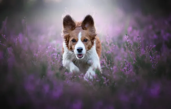 Language, look, flowers, nature, pose, glade, legs, dog