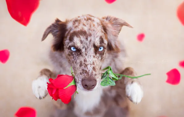 Picture look, each, rose, dog