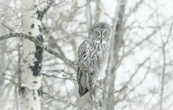 Winter, snow, trees, branches, owl, bird, a barred owl