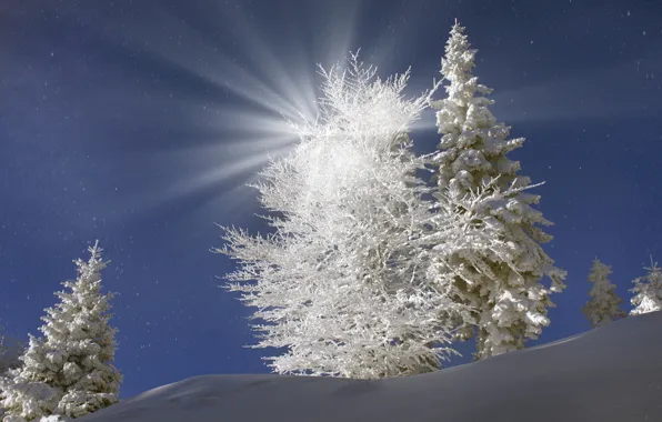 Winter, the sky, snow, trees, snowflakes, Ukraine, the rays of the sun, Transcarpathia