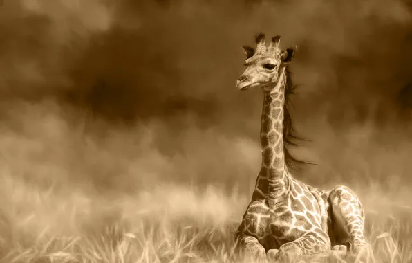 Field, grass, treatment, giraffe, Sepia, lies, cub, monochrome