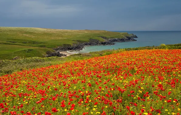 Sea, field, the sky, flowers, rocks, coast, England, Maki