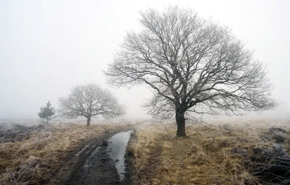 Road, fog, tree, spring
