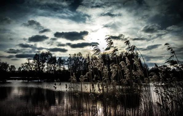 Trees, clouds, lake, reed