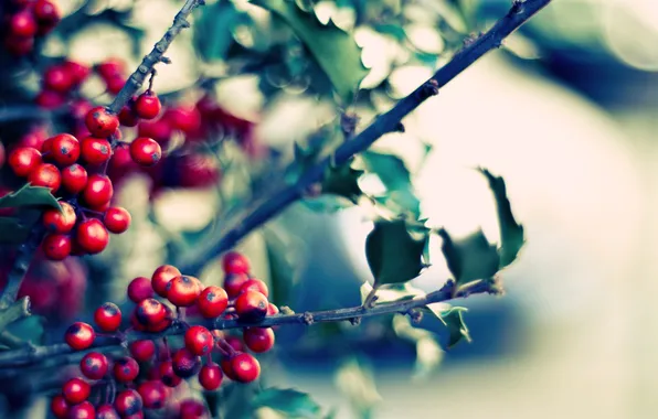 Picture leaves, color, branches, nature, berries, photo, plants, blur