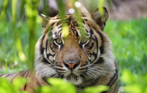 Picture face, tiger, predator, wild cat