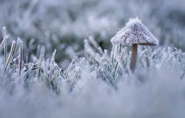Frost, autumn, grass, mushroom, ice, frost, frost