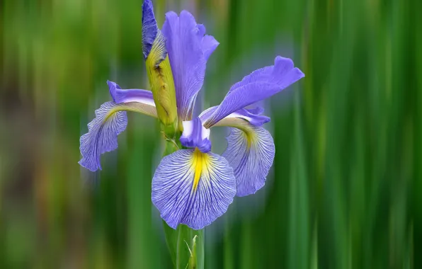 Macro, nature, petals, iris