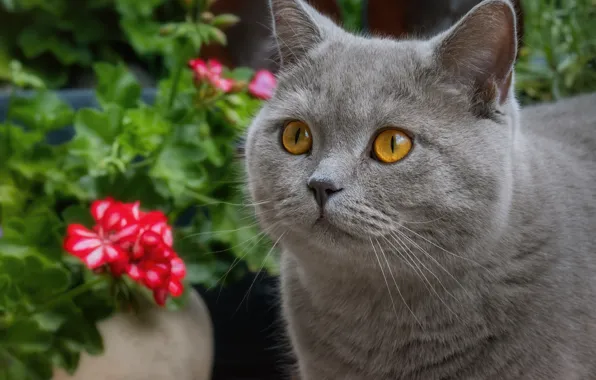 Picture cat, cat, look, face, flowers, grey, portrait, British