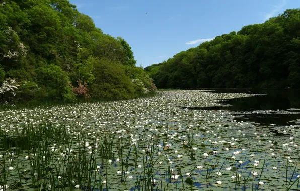 Forest, lake, pond, white, water lilies