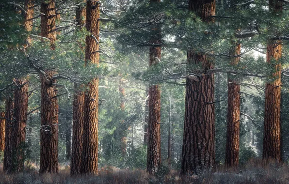 Forest, trees, branches, trunks, pine, needles, Bor, pine