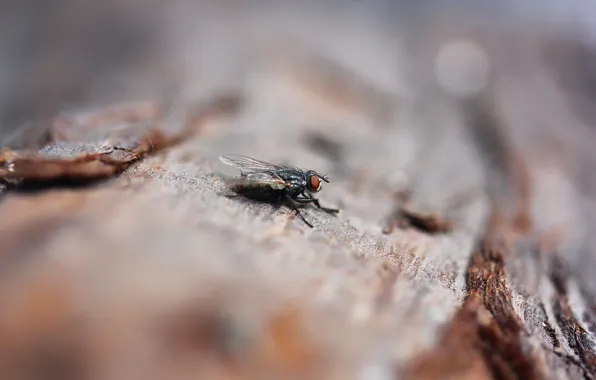 Picture macro, fly, background, tree