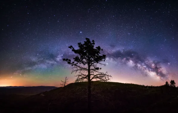 The sky, stars, trees, night, the milky way