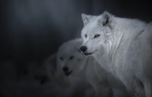 Picture look, wolves, Polar wolf
