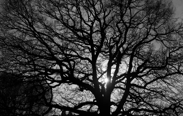 Picture light, branches, nature, tree, black and white
