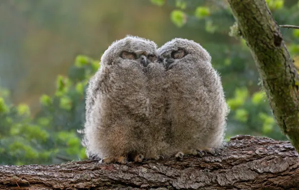 Birds, background, tree, owl, sleep, branch, log, owls