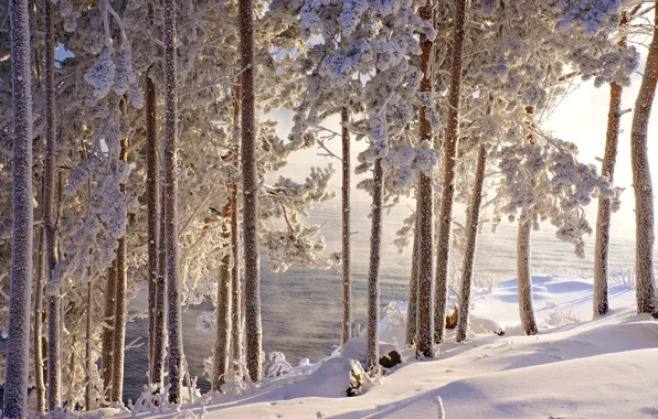 Picture winter, frost, water, snow, trees, beauty