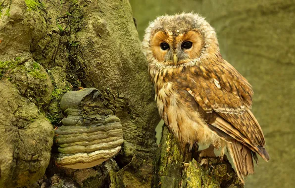 Look, tree, owl, bird, stump, chick, owlet, owl