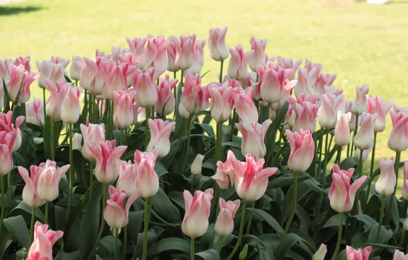 Flowers, glade, Tulips