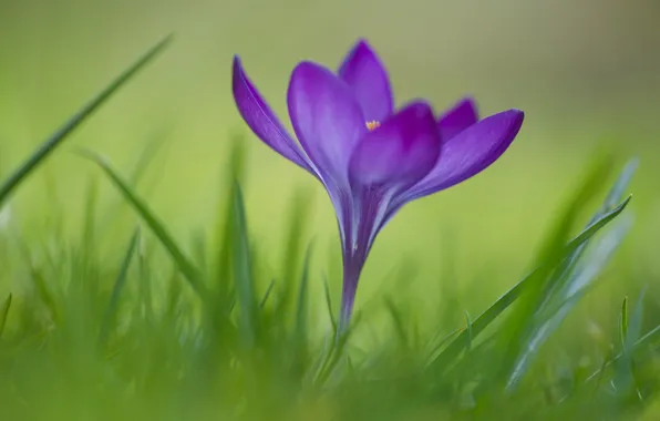 Picture flower, grass, Krokus