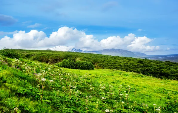 Greens, summer, grass, clouds, flowers, hills, field