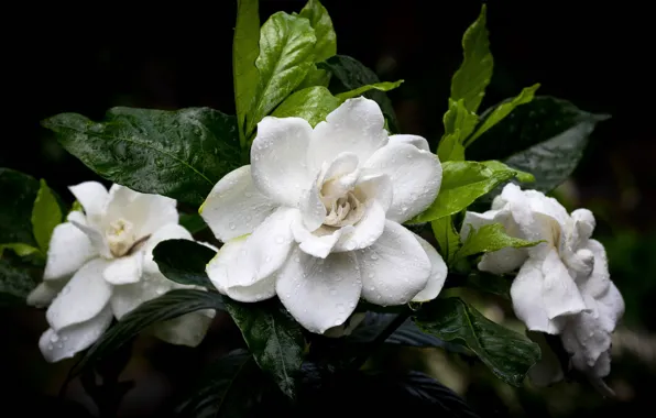 Leaves, drops, flowers, the dark background, white, Camellia