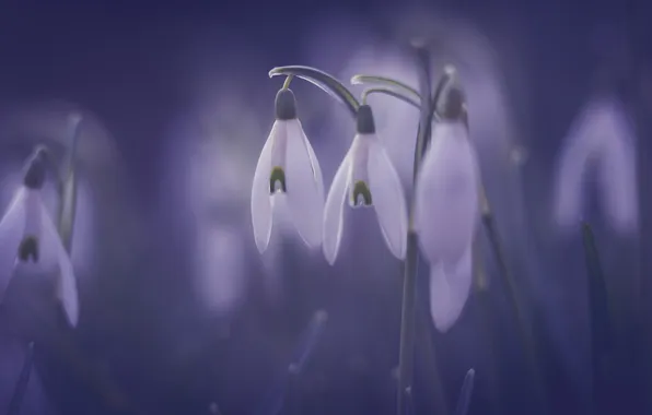 Flowers, stems, blur, spring, snowdrops, white, blur, bokeh