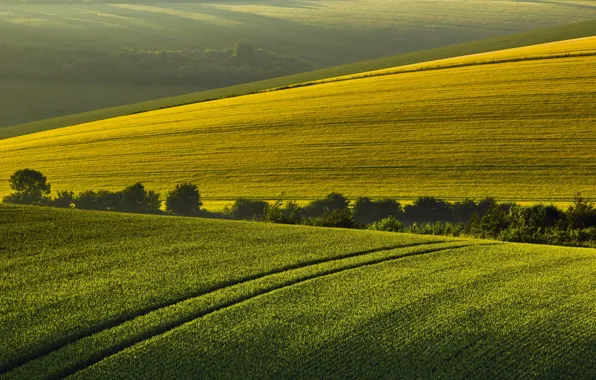 Picture field, summer, landscape, morning