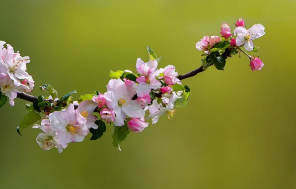 Macro, nature, branch, spring, Apple, flowering, flowers