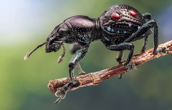 Picture beetle, branch, insect, weevil