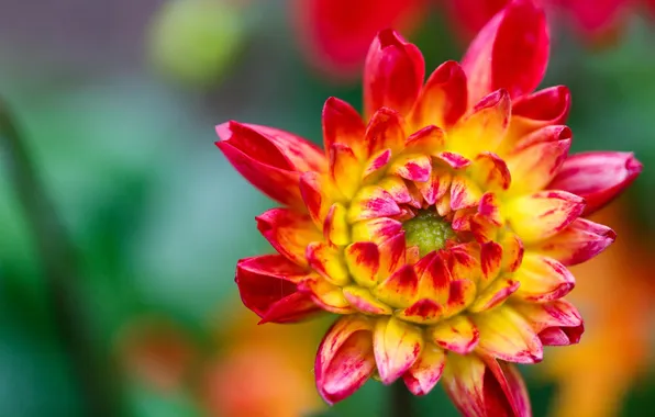 Flower, macro, plant, petals, chrysanthemum