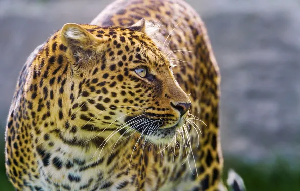 Face, predator, leopard, profile