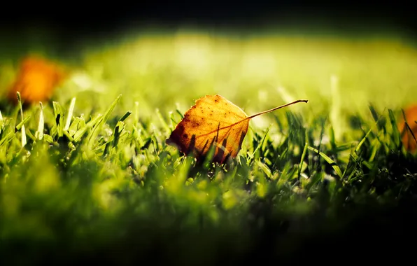 Picture autumn, grass, leaf, bokeh