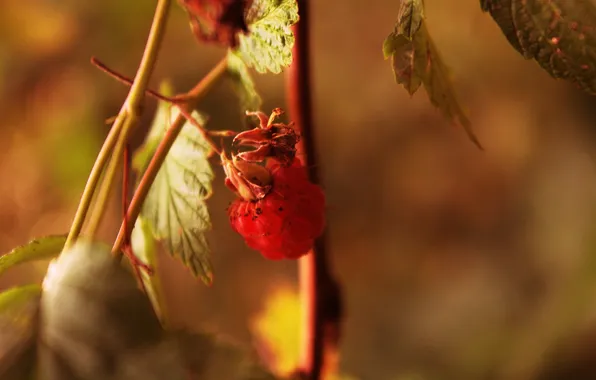 Macro, raspberry, Bush