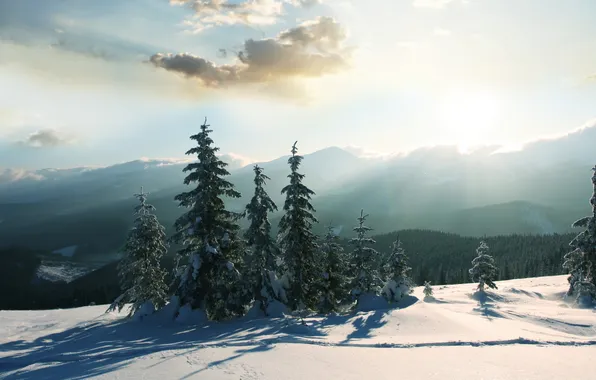 Cold, winter, the sun, snow, trees, mountains, nature, tree