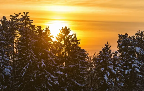 Trees, landscape, sunset