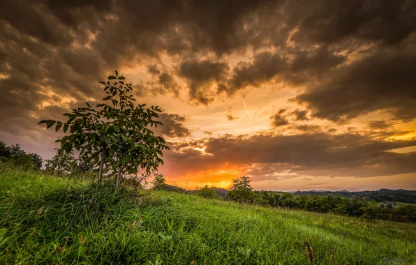 Field, sunset, tree