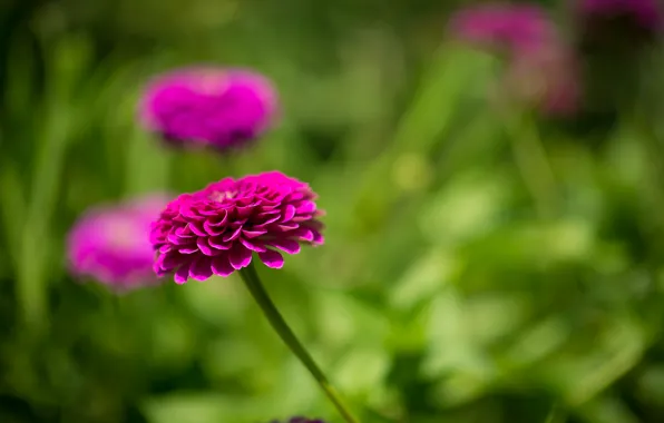 Leaves, flowers, pink zinnia