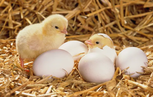 Picture egg, hay, chicken, hatched