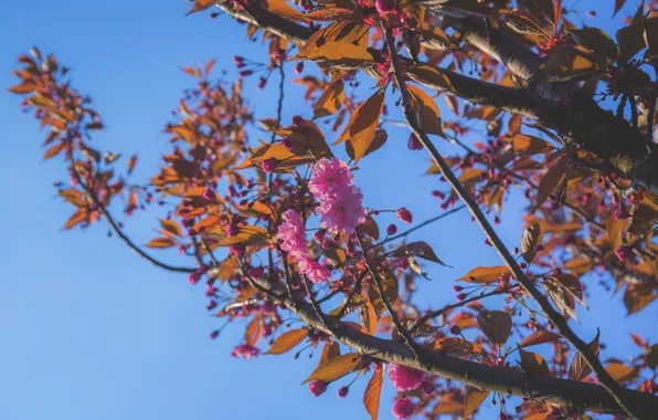 Flowers, The sky, Nature, Spring, Flower, Leaves, Plant, Branch