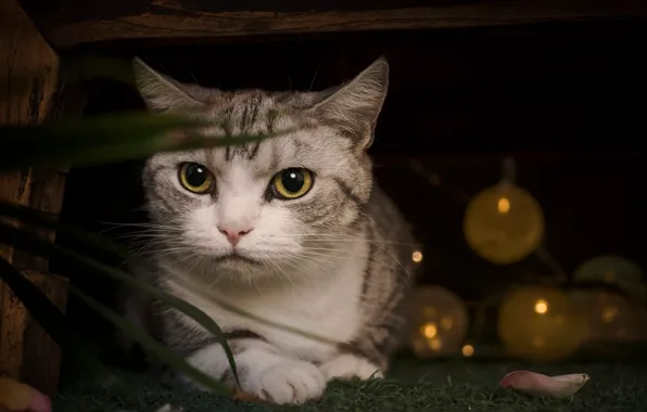 Cat, grass, cat, look, balls, pose, the dark background, Board