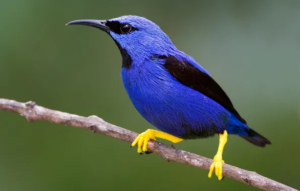 Picture branches, bird, beak, turquoise tanager-honeyeater